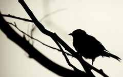 Birds (10)