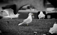 Birds (11)