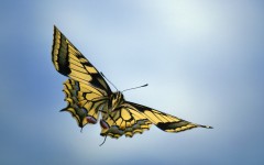 Papilio Machaon