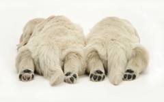 Rear View Of Two Sleeping Golden Retriever Pups With Hind Paws Outstretched.